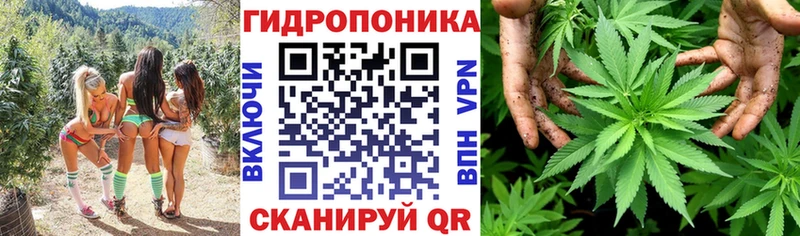 Каннабис Ganja  Зима 
